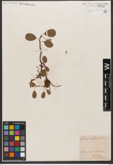Foto von Salix reticulata L.
